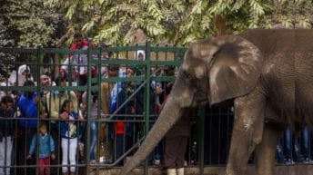 انتحار وفساد.. لماذا حدائق حيوان مصر خارج التصنيف؟