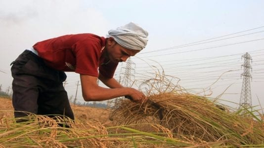 الأرز المصري بين المحلي والمستورد