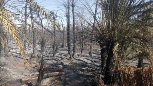 حريق أسوان طال أشجار النخيل
