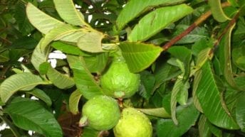 رفع حظر استيراد الجوافة