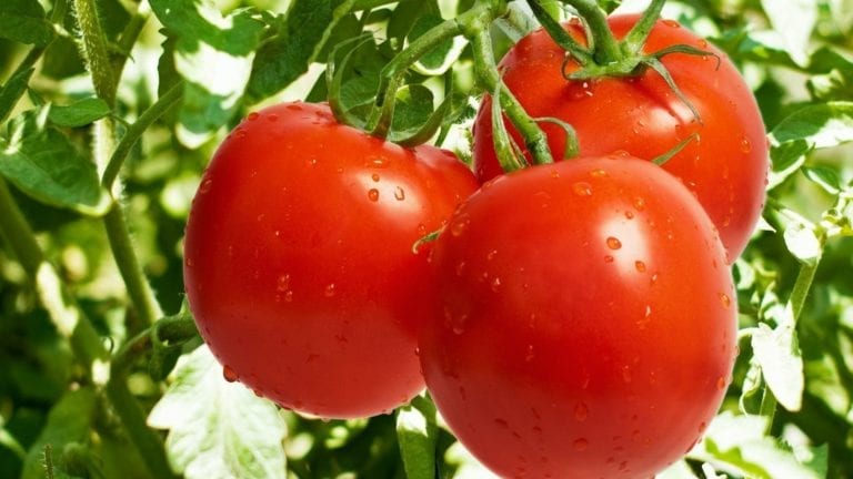 الزراعة توقف بذور الطماطم