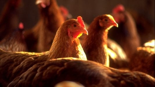 الزراعة تقرر حظر بيع الدواجن الحية