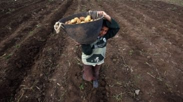 أزمة البطاطس في مصر