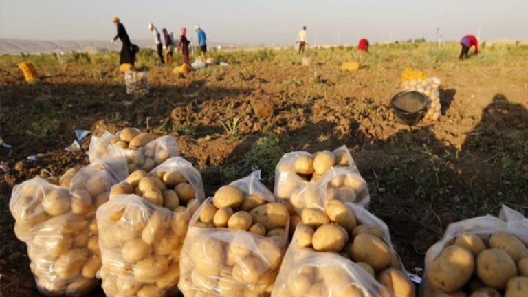 جمع محصول البطاطس في مصر