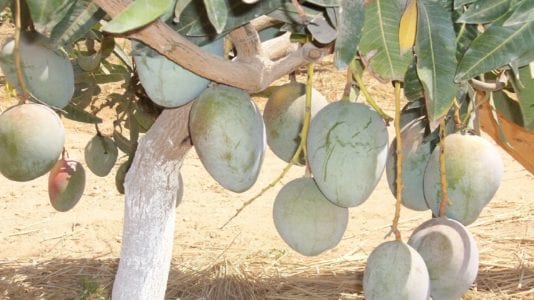 طلب إحاطة.. مخاطر وأزمات محصول المانجو في الإسماعيلية