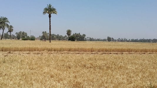 لسد العجز.. ارتفاع واردات مصر من القمح والأرز