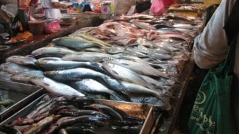 إلغاء رسم الصادرات.. هل ترتفع أسعار الأسماك بالأسواق؟