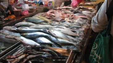 إلغاء رسم الصادرات.. هل ترتفع أسعار الأسماك بالأسواق؟