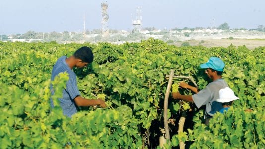 وزير الزراعة يحيل مديرى الإصلاح فى 5 محافظات للنيابة الإدارية