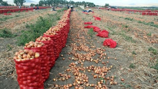 السعودية تحظر استيراد البصل من مصر