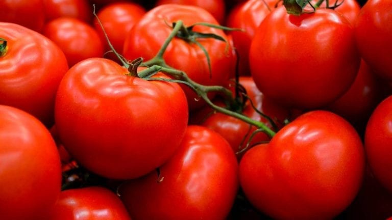 نقيب الفلاحين يُحذر من استيراد بذور طماطم (023).. والزراعة ترد