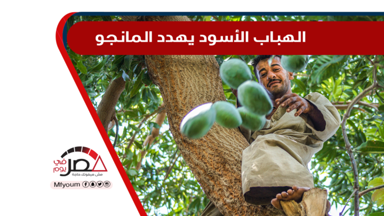 مزارع الفاكهة في مصر