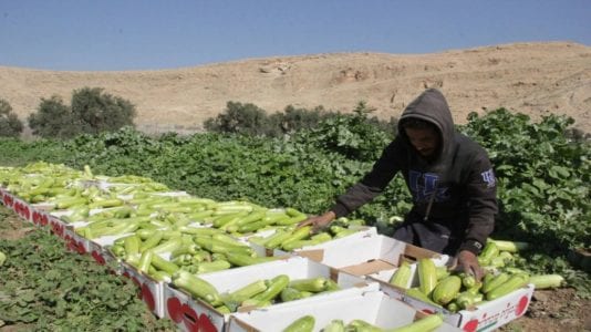 صادرات مصر الزراعية