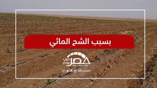 الزراعة بالتنقيط في مصر.. تجربة قصب السكر واتجاه للتعميم