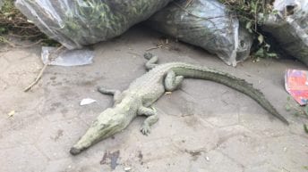 حدائق الحيوان: سلوكيات غير شرعية سبب ظهور "تمساح المهندسين"