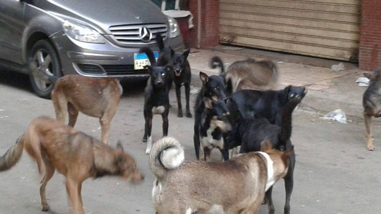 حملات للقضاء على الكلاب الضالة في الإسكندرية