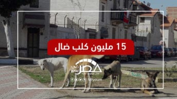 انتشار الحيوانات الضالة في مصر.. هل تكفي الفتاوى والقوانين؟