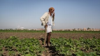 شكاوى بسبب الشروط السعودية على الصادرات الزراعية المصرية