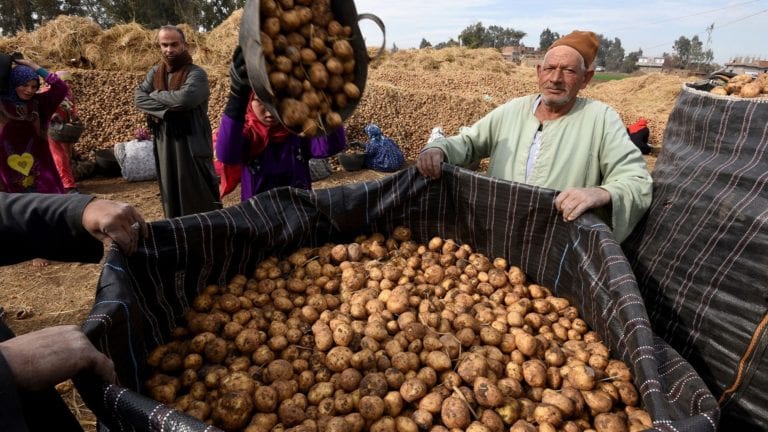 الحصاد: مصرع 10 عمال في حريق العين السخنة.. وتصدير البطاطس إلى تركيا