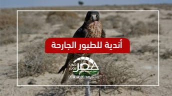 صقور وتماسيح وعقارب.. هوايات خطيرة غزت بيوت المصريين