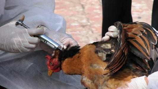 الحصاد: الحكومة تقترض 17 مليار جنيه لتمويل عحز الموازنة.. واكتشاف نوع جديد من إنفلونزا الطيور