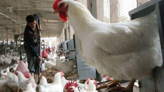 الزراعة تعلن اكتشاف نوع جديد من إنفلونزا الطيور