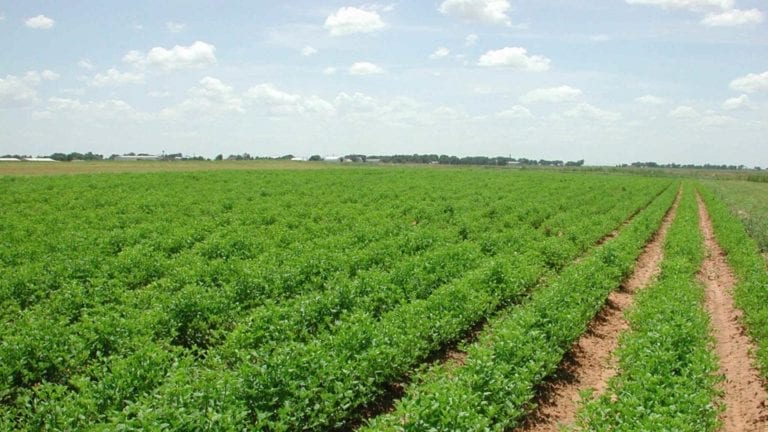 الإصلاح الزراعي: 44.5 مليون جنيه إيرادات بيع أراضي خلال فبراير