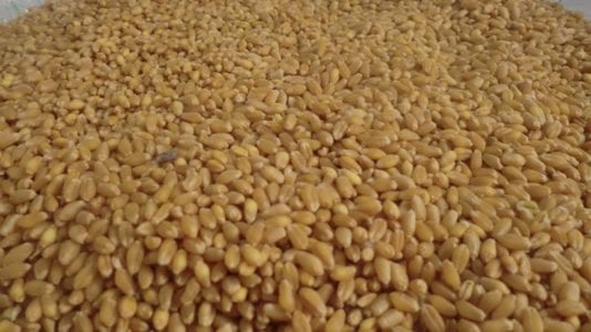 إردب القمح