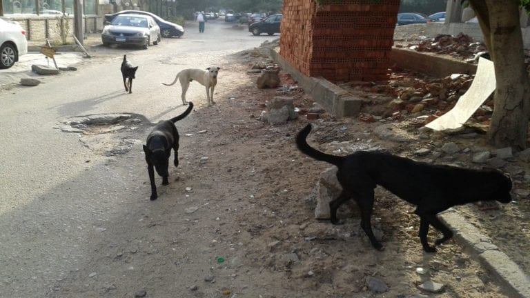 حملة للقضاء على الكلاب الضالة بأبو حمص بعد عقر 9 مواطنين