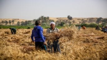 التموين: رفض استلام الأقماح المحلية غير المطابقة لنسب الرطوبة