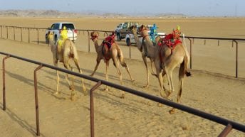 مضمار الهجن