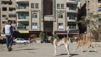 الصحة: 129 ألف حالة إصابة بالعقر نتيجة ظاهرة الكلاب الضالة