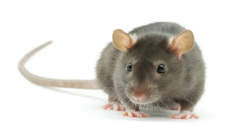الفئران والكلاب الضآلة تهاجم محافظة المنوفية: 7 آلاف مصاب