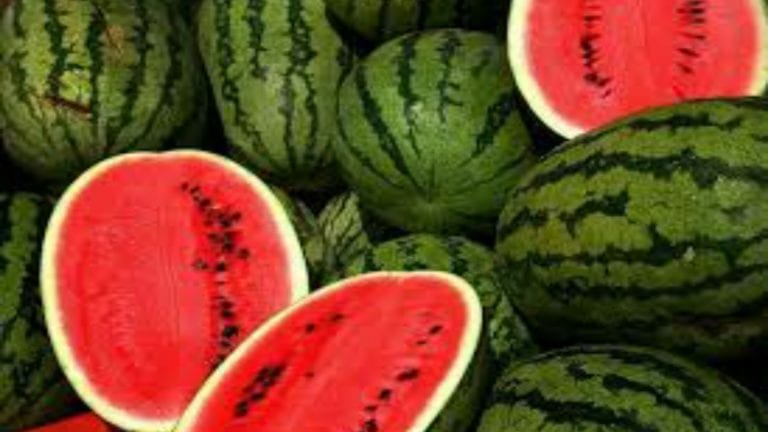 نقيب الفلاحين: زراعة البطيخ تواجه أزمة خطيرة وشائعات