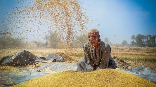 "التموين" تتعاقد على شراء 290 ألف طن قمح من رومانيا وروسيا