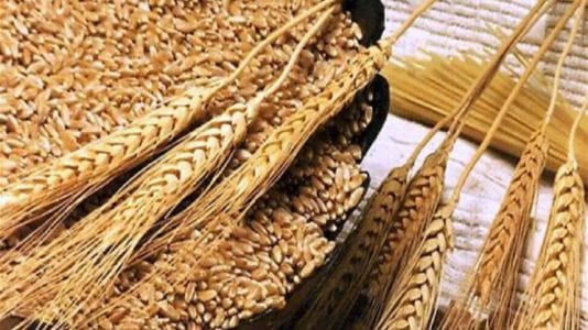 وزارة التموين تتعاقد على شراء 240 ألف طن من القمح المستورد