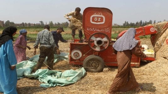 فساد القمح