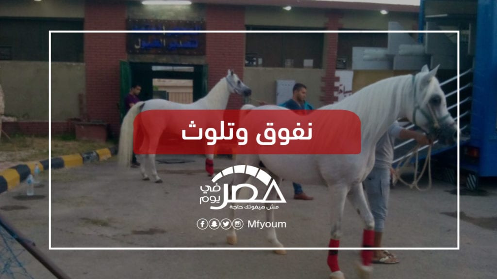 أصالة وإهمال.. ما مصير تربية الخيول بعد نقل محطة الزهراء؟ • مصر في يوم