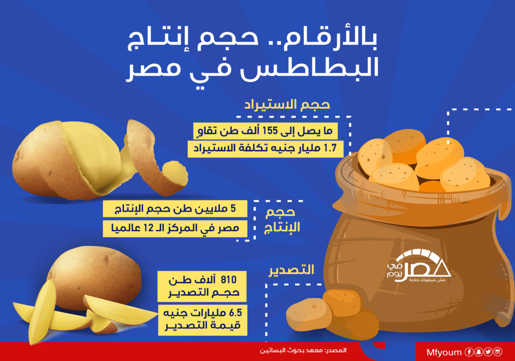 بالأرقام.. حجم إنتاج البطاطس في مصر (إنفوجراف)