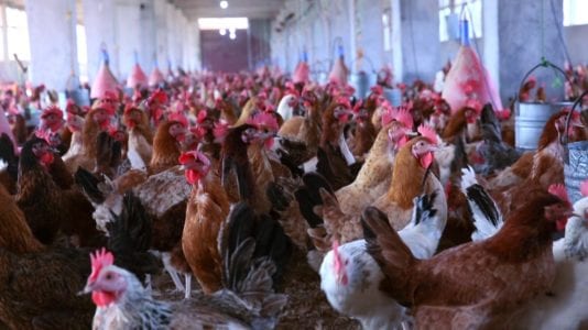 استمرار خسائر تجار الدواجن: أسباب ومقترحات