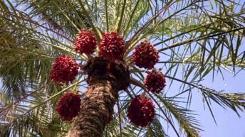 تصدير البلح إلى الصين