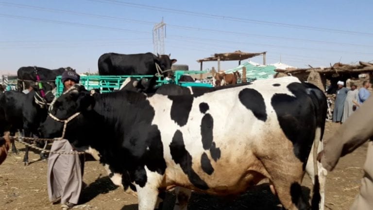 مرض السعار ينتشر بين الماشية في الوادي الجديد.. تفاصيل
