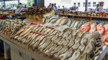 "التموين" تعلن تخفيض أسعار السمك