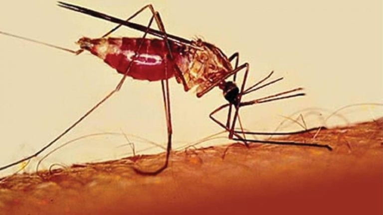 احتجاز حالات إصابة بالملاريا الخبيثة في حميات أسوان.. تفاصيل