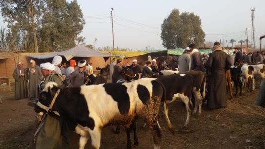 بسبب "الوادي المتصدع".. تعليق استيراد الماشية من السودان