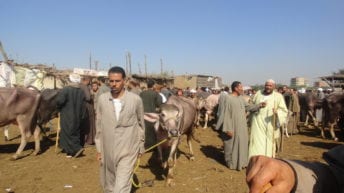 الحصاد: استبعاد 10% من دعم تكافل وكرامة.. وتعليق استيراد الماشية من السودان