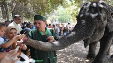 وفاة "نعيمة" آخر أفيال حديقة الحيوان بالجيزة