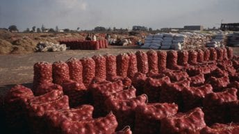 نقيب الفلاحين: زيادة التصدير سبب ارتفاع أسعار البصل