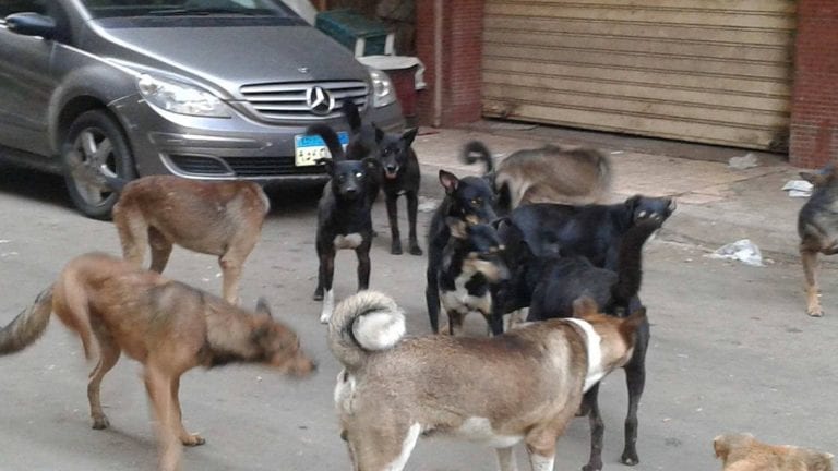 قتل الكلاب الضالة في الإسكندرية