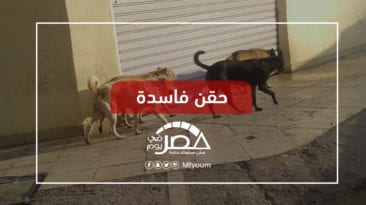 قتل الكلاب الضالة بالرصاص والسم
